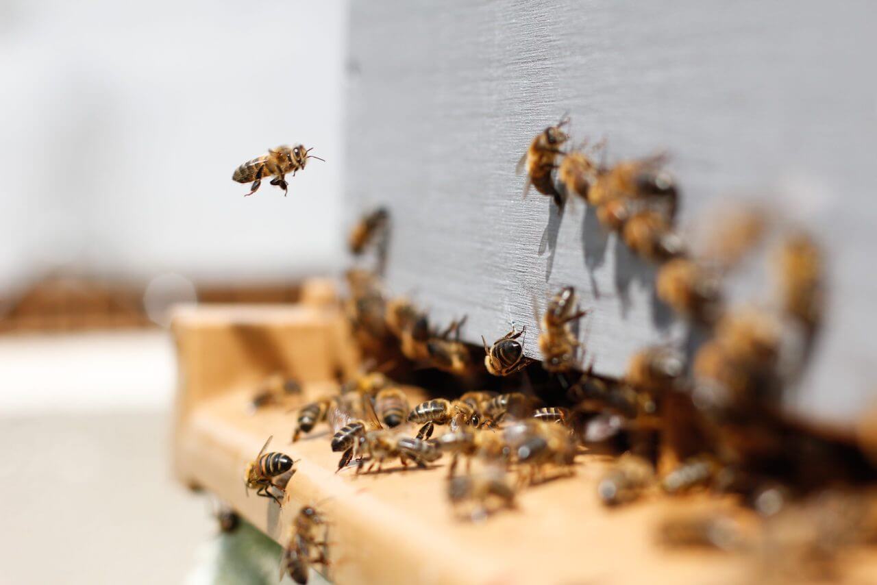propolis-etc-bienvenue-dans-l-univers-des-abeilles-blogue-welcome-to-the-world-of-bees-blog