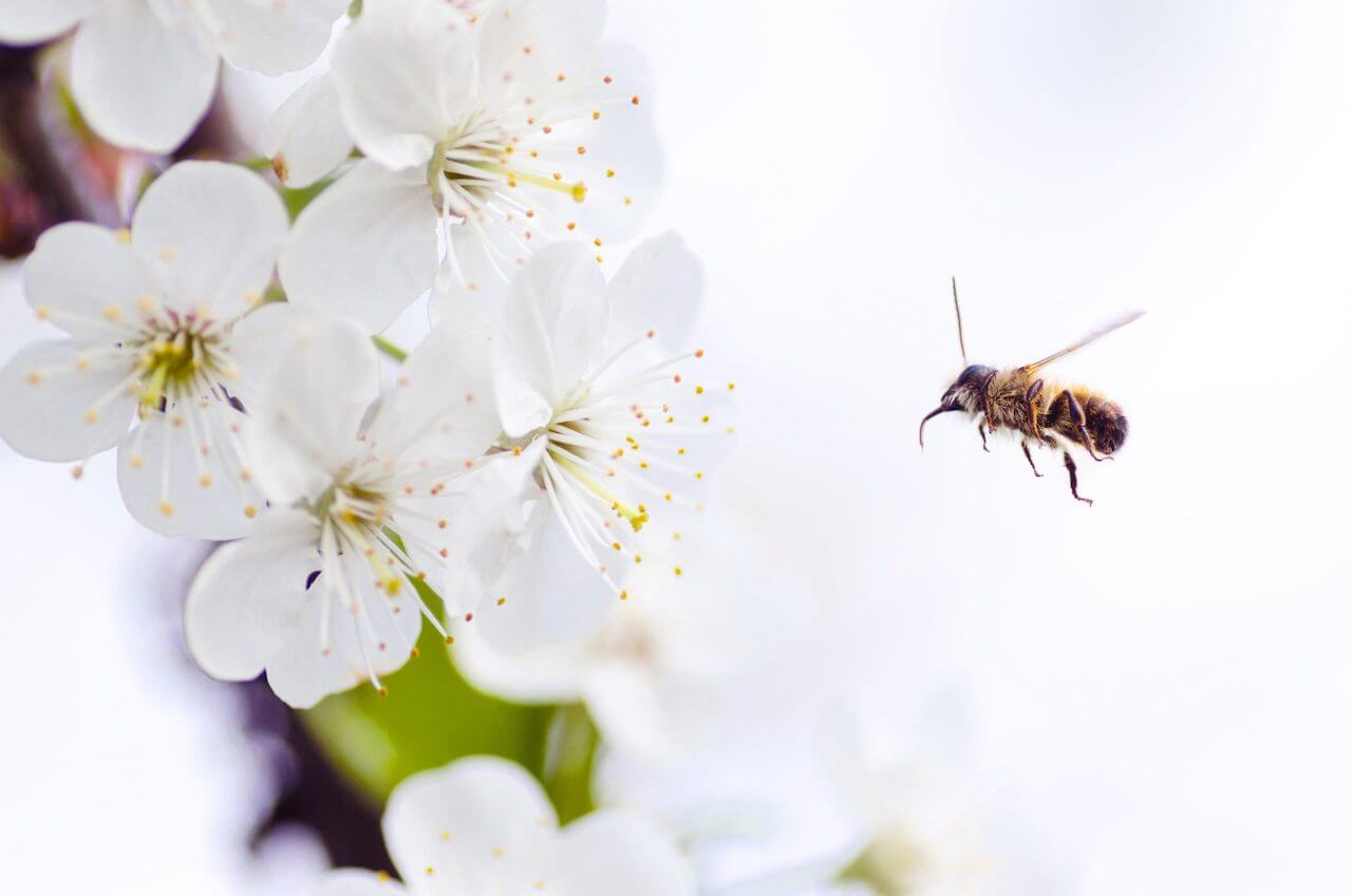 propolis-etc-que-fait-on-en-novembre-blogue-what-do-we-do-in-november-blog
